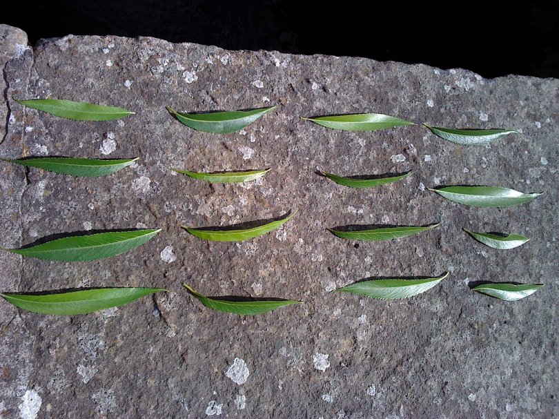 Willow leaves (River Lossie, Elgin, 19 July)