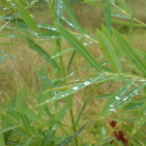 Willow leaves