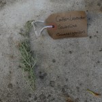 Canongate Dunbar's Close 180820 Cotton Lavender