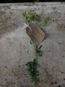 Canongate Dunbar's Close 180820 Common Rue