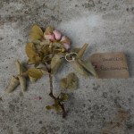 Canongate Dunbar's Close 180820 Samask Rose