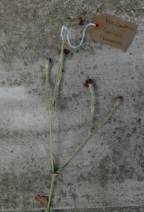 Canongate Dunbar's Close 180820 Rose Campion