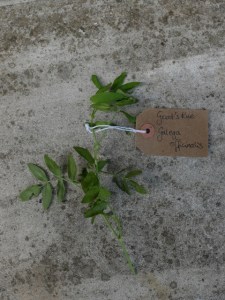 Canongate Dunbar's Close 180820 Goat's Rue