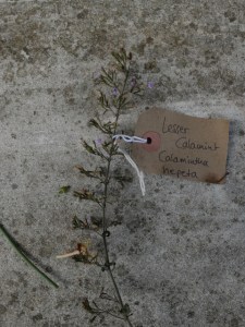 Canongate Dunbar's Close 180820 Lesser Calamint