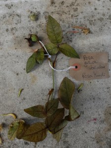 Canongate Dunbar's Close 180820 Rose gallica