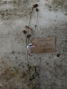 Canongate Dunbar's Close 180820 Great Burnet