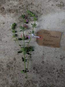 Canongate Dunbar's Close 180820 Hedge Germander