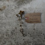 Canongate Dunbar's Close 180820 St John's Wort