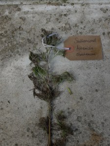 Canongate Dunbar's Close 180820 Southernwood