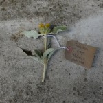 Canongate Dunbar's Close 180820 Jerusalem Sage