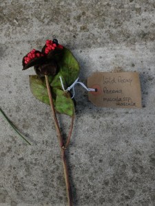 Canongate Dunbar's Close 180820 Wild Peony