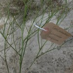 Canongate Dunbar's Close 180820 Sea Lavender