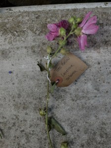 Canongate Dunbar's Close 180820 Tree Mallow