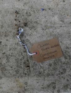 Canongate Dunbar's Close 180820 Chinese Forget-Me-Not